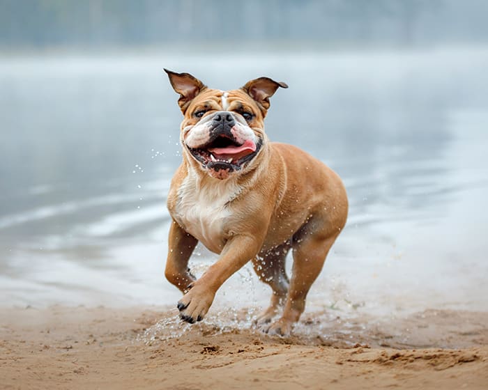 The Importance of Preventive Care, Animal Medical Center of Cumming